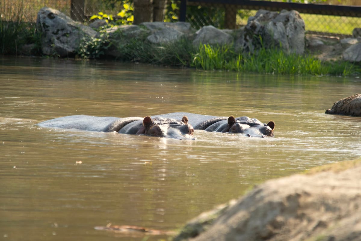 Hippos at Greater Vancouver Zoo. Credit: Michael Jacobsen