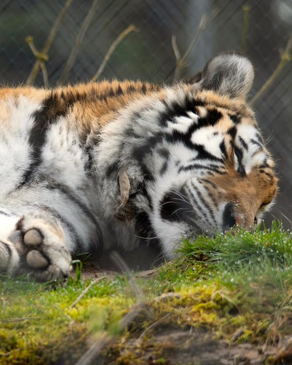 Hana at Greater Vancouver Zoo. Credit: Michael Jacobsen
